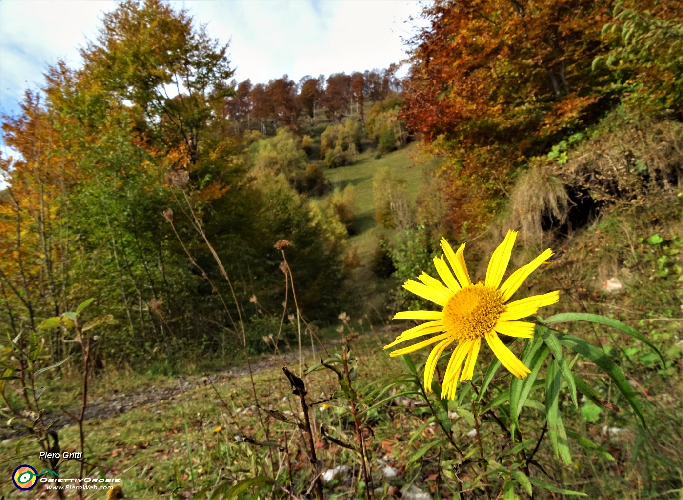 24  Festa di colori autunnali con un fiore estivo che non molla !.JPG